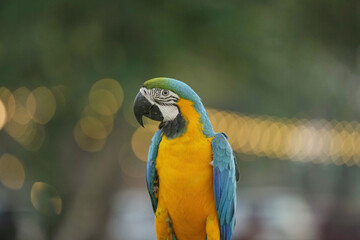 blue and gold macaw free flying parrot