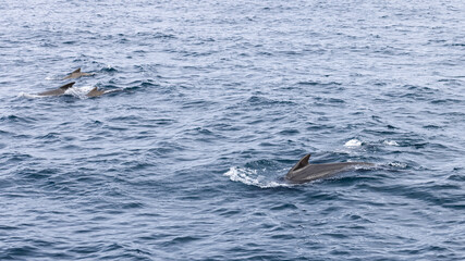 Fototapeta premium The deep blue of the Norwegian Sea is punctuated by a group of pilot whales (Globicephala melas) their dorsal fins cutting a stark line in the ocean vastness