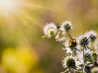 Bee on wildflowers, close-up . Sunny bright day . Flowers of bluebunch (Erýngium campestre). Blank space for text 