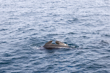 Fototapeta premium A pilot whale calf and its mother surface in unison, their exhalation mist mingling with the cool, indigo waters of the Norwegian Sea near Andenes