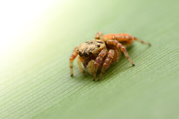 Spiders jumping on leaves. Captured with a close-up macro, the details of the little spider are displayed.