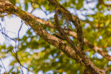 Freckle-breasted woodpecker (Dendrocopos analis) at South Andaman, Andaman  Nicobar UT, India