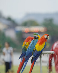 scarlet macaw and blue and gold macaw parrot bird free flying