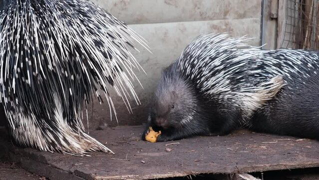 Indian porcupine with large quills eats vegetables