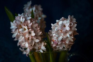 pale pink hyacinths on a dark background