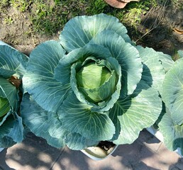 Fototapeta premium Close-up view of green Chinese cabbage under sunlight. 