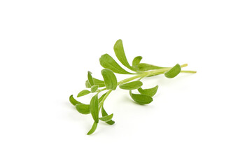 Twig of rosemary, isolated on white background.