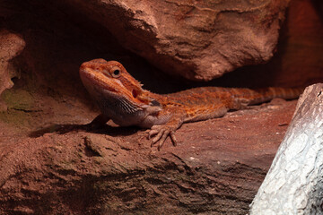 Bearded agama in terrarium, closeup. Desert rock style.