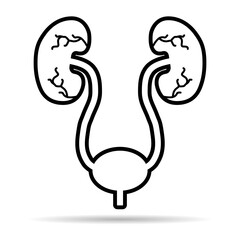 Urology health human icon shadow, anatomy medical body bladder sign, biology vector illustration