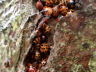 Hibernating Harlequin Ladybirds (Harmonia axyridis)