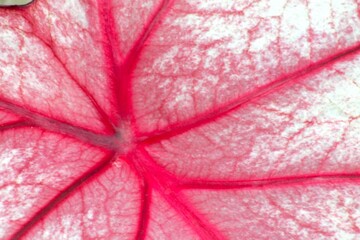 Fototapeta premium Pflanze