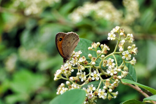 Meadow Brown butterfly (Maniola jurtina) feeding on a Cotoneaster flowers
