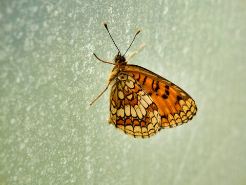 Heath Fritillary Butterfly (Melitaea athalia) resting on the polythene skin in a polytunnel
