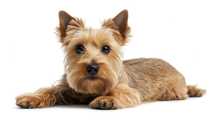 A Captivating Photo of a Terrier Dog's Alert Expression on a White Background