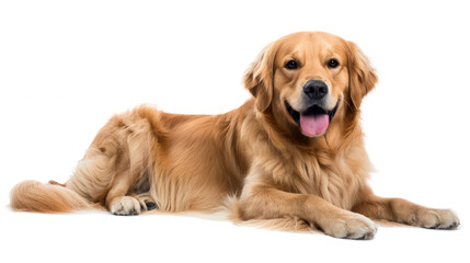 A Captivating Portrait of a Friendly Golden Retriever on a Clear Background
