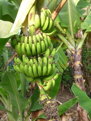 Régime de bananes sur son arbre