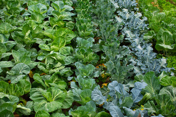 Cabbage collards garden rows. Collard greens varieties in a homestead garden in spring