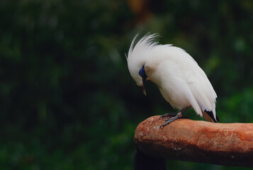 Bali myna with beautiful crests perched on the bridge