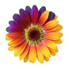 colorful flower isolated on transparent background