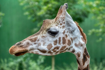 Giraffe head close-up of this animal