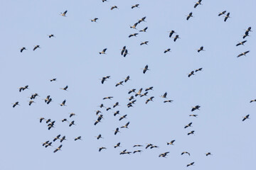 Kranich (Grus grus)