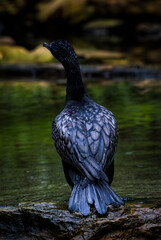 black cormorant dries the body after bathing in the pond