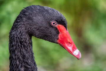 Black swan swimming by the lake