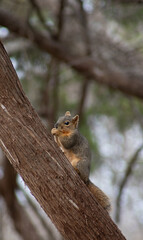 Fox squirrel eating after raiding the bird feeder