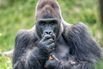 An amazing portrait of an endangered silverback mountain gorilla