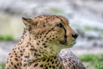 A cheetah, Acinonyx jubatus, in zoo