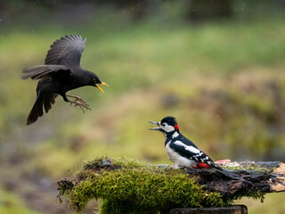 Buntspecht im Streit mit Amsel