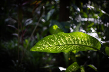 Backlit tropical plant leaf on dark background