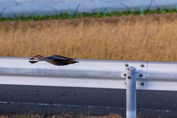 田舎道を滑空するカルガモ