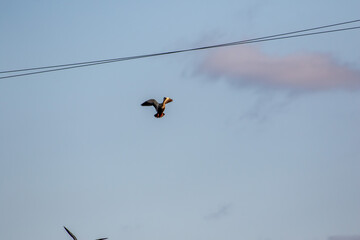 夕方の田舎の空を飛ぶカルガモ