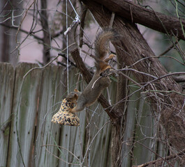 Acrobatic fox squirrel getting into a bird feeder