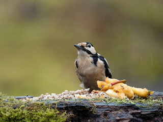 Buntspecht (Dendrocopos major)