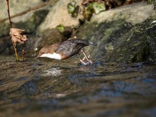 Wasseramsel (Cinclus cinclus)