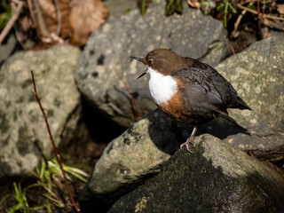 Wasseramsel (Cinclus cinclus)