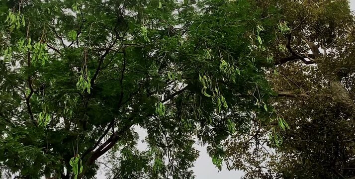 The petai tree is bearing fruit and grows among several other trees