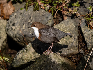 Wasseramsel (Cinclus cinclus)