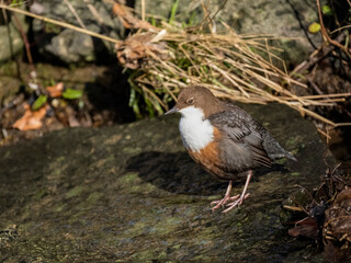 Wasseramsel (Cinclus cinclus)