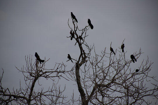 Moody silhouette of birds in a leafless tree against a cloudy sky