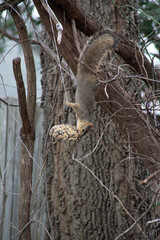 Acrobatic fox squirrel getting into a bird feeder