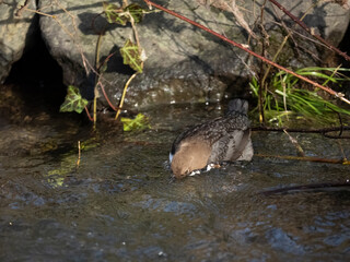 Wasseramsel (Cinclus cinclus)
