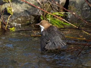 Wasseramsel (Cinclus cinclus)