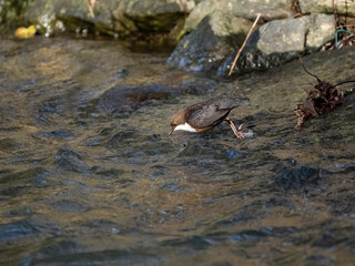 Wasseramsel (Cinclus cinclus)