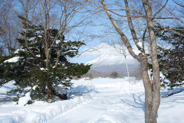 Garden and trees on a snowy day.