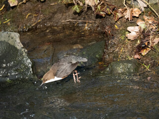 Wasseramsel (Cinclus cinclus)