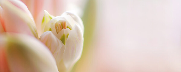 Snowdrop bud close-up on a pink background. Macro photography. Spring banner with copy space.