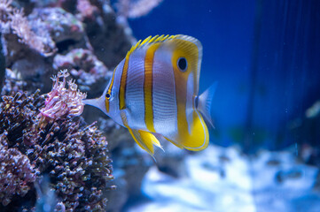 Tropic fish in tank